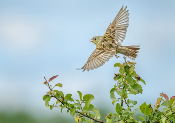 Полевой Жаворонок полет