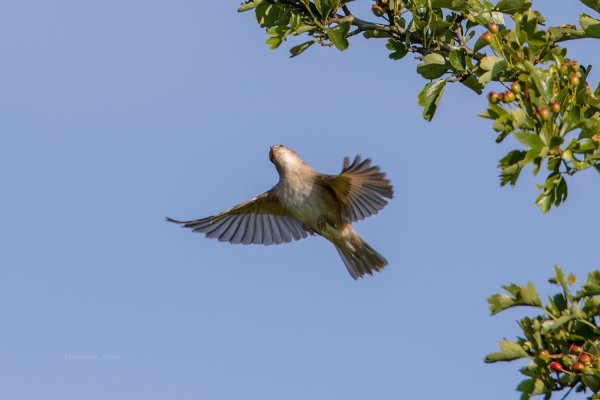 Весенний Жаворонок в небе