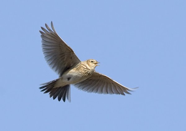 Полевой Жаворонок