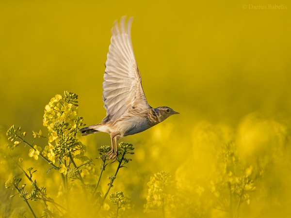 Жаворонок в полете
