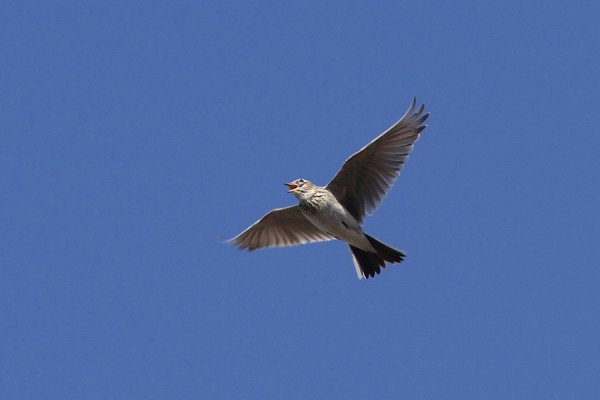 Полевой Жаворонок полет