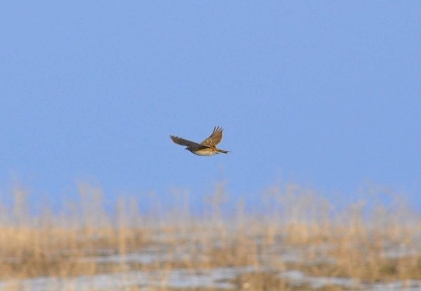 Жаворонок в полете