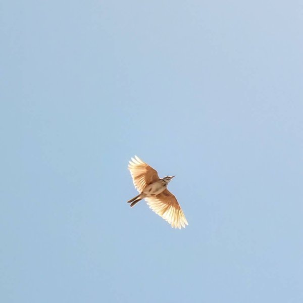 Футаж Жаворонок в небе