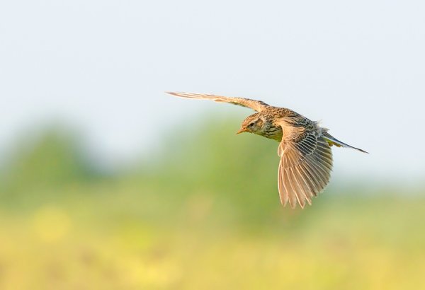 Полевой Жаворонок в полете