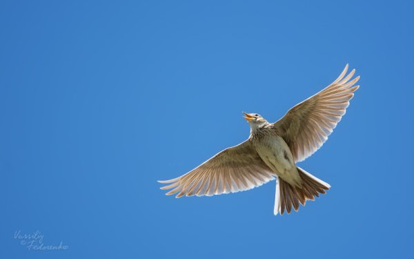 Жаворонки в небе