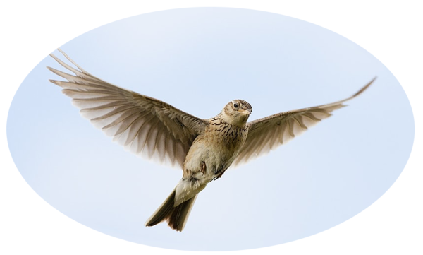 Соловей в полете