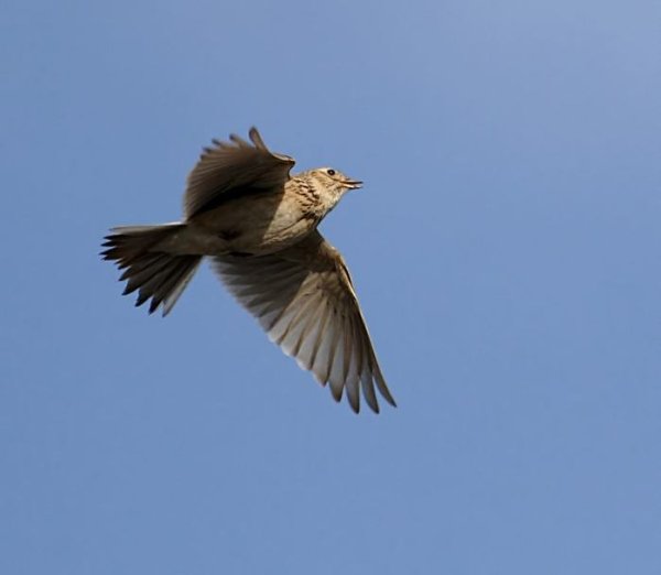 Полевой Жаворонок полет
