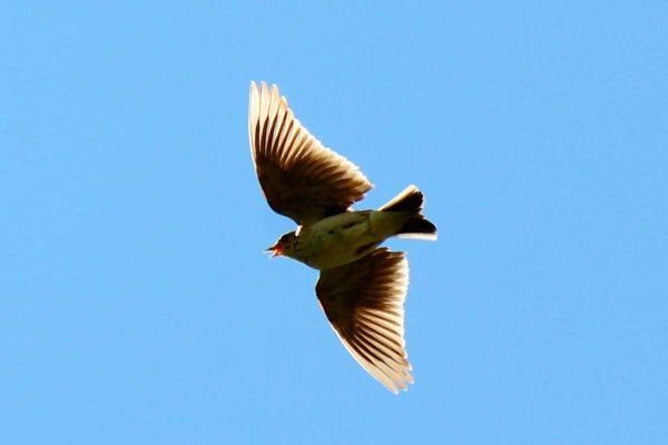 Полевой Жаворонок полет