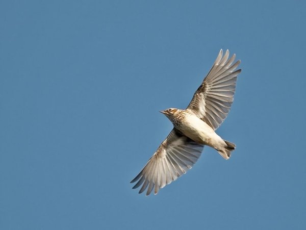 Небесный Жаворонок