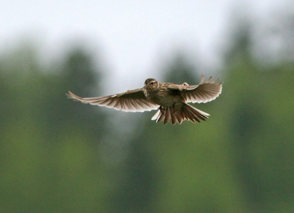Степной Жаворонок в полете