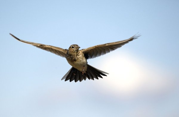 Жаворонки в небе