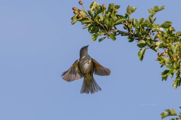 Полевой Жаворонок полет