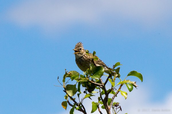 Птички в воздухе