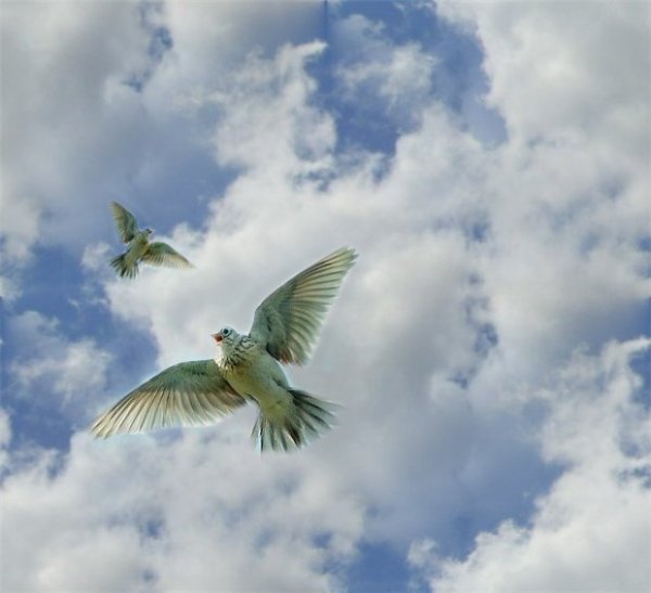 Летающий Соловей