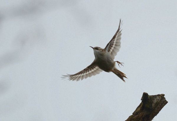 Полевой Жаворонок полет