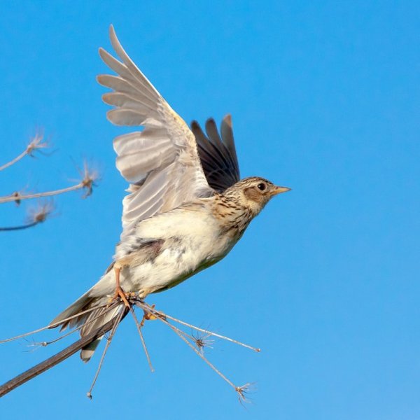 Жаворонок в поле