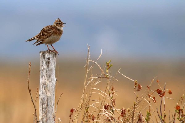 Жаворонки птицы в небе