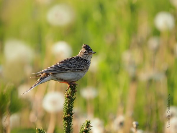 Жаворонок в полете