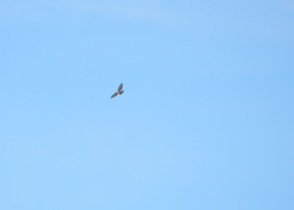 Птицы в поле