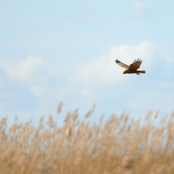 Птицы в поле
