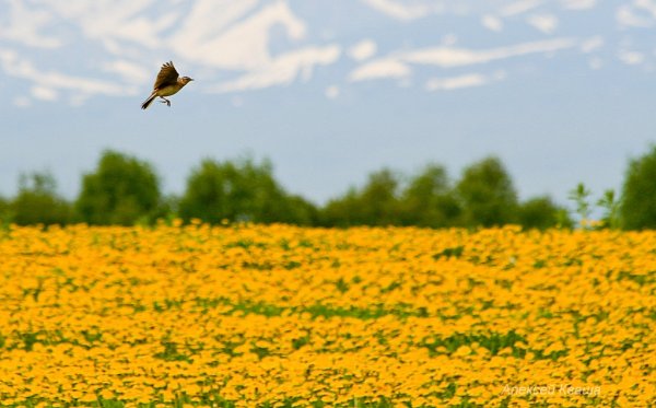 Жаворонок в природе