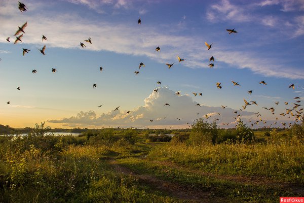 Весеннее небо с птицами