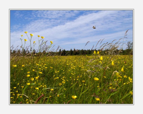 Весна Жаворонки в небе
