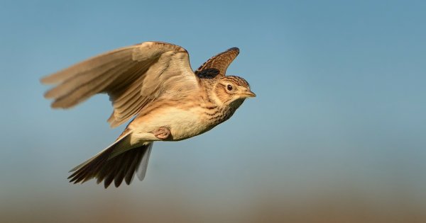 Ястреба, парящего над полем,