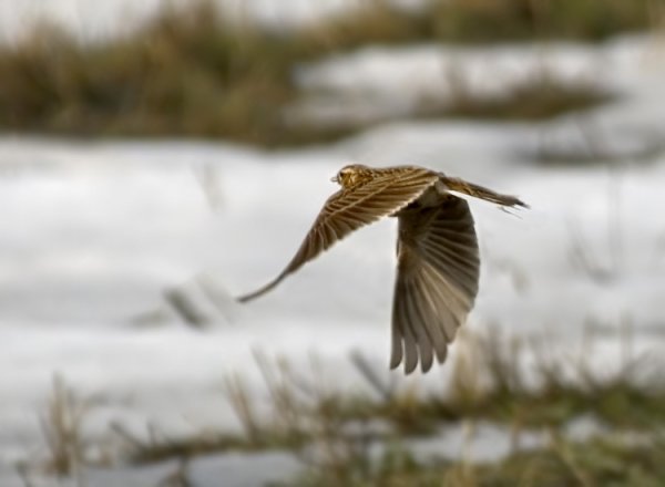 Картина Жаворонок в небе