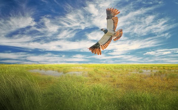 Полевой Жаворонок поет