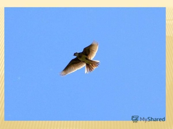 Красивый полет птицы