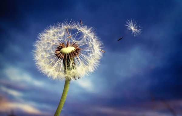Пушинки одуванчика