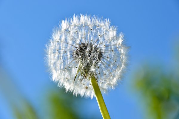 Одуванчик на фоне неба