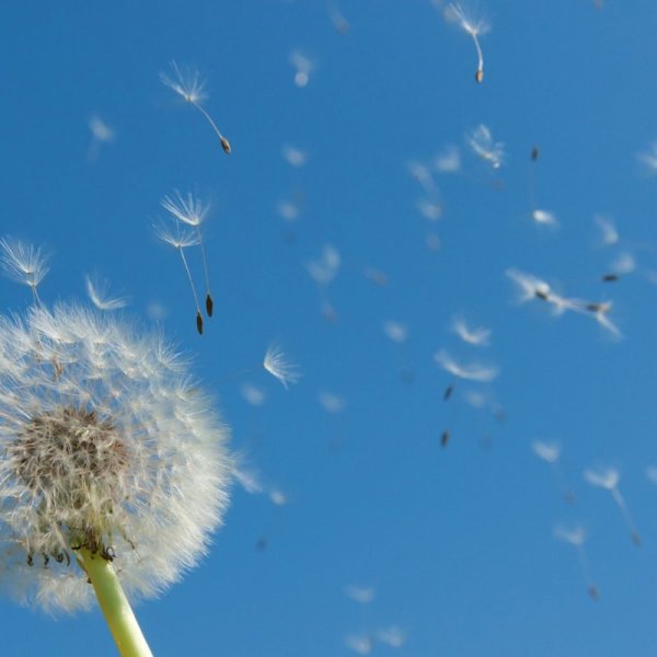 Одуванчик желтый