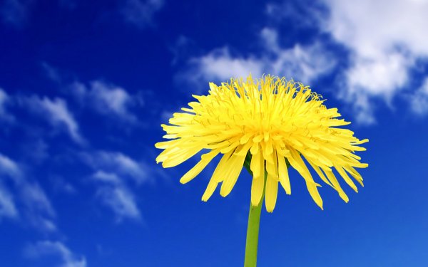 Майское солнце