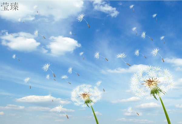 Поле одуванчиков