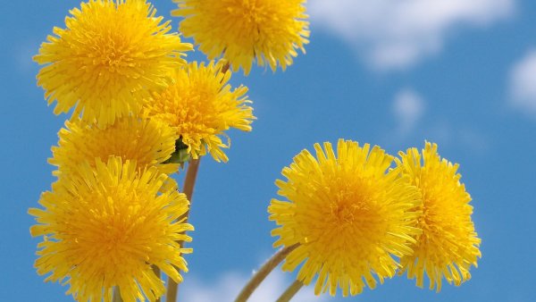 Солнечные одуванчики