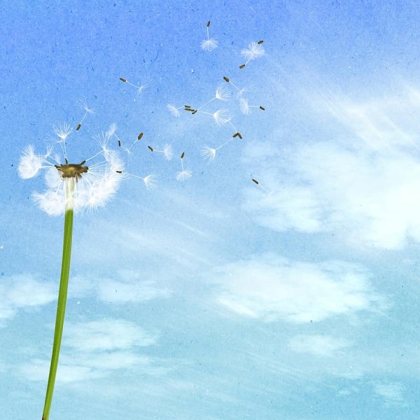 Одуванчик аксесс Барс