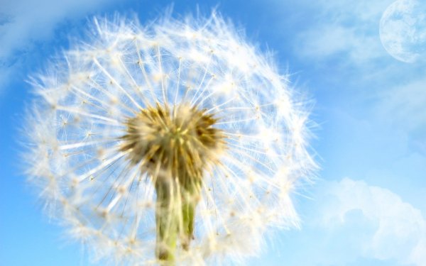 Луг с одуванчиками