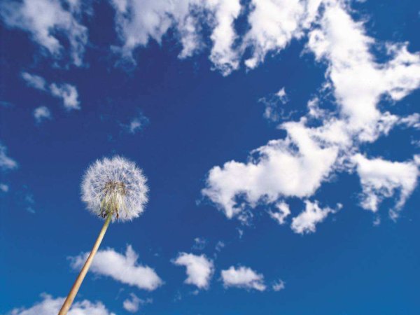 Одуванчики на голубом небе