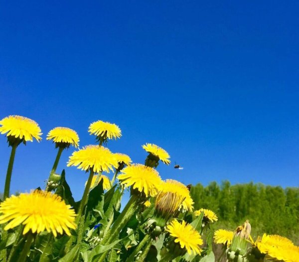Солнечные одуванчики