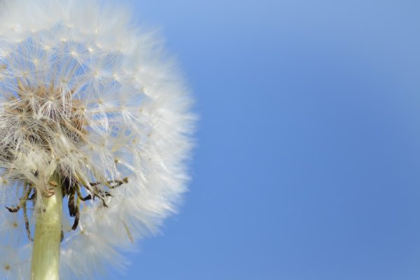 Одуванчик небо