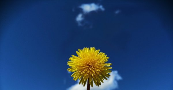 Желтый Луговой одуванчик