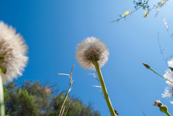 Поле одуванчиков фото