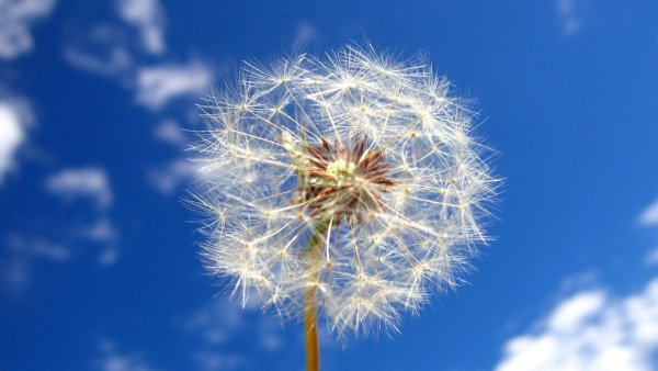 Поле одуванчиков Геншин