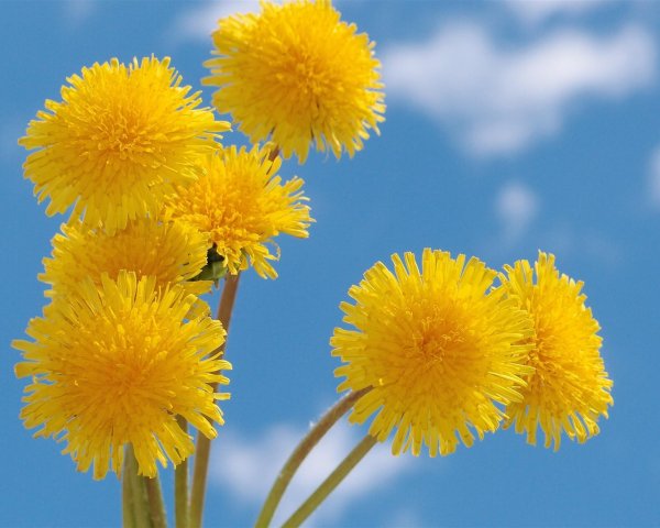 Одуванчик на солнце