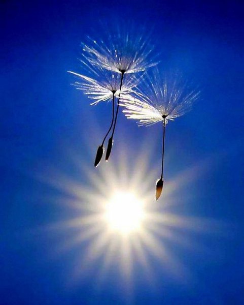 Божий одуванчик фото