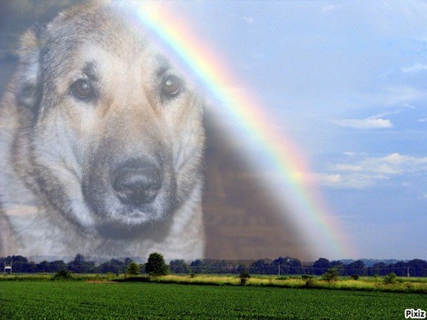 Собачья душа