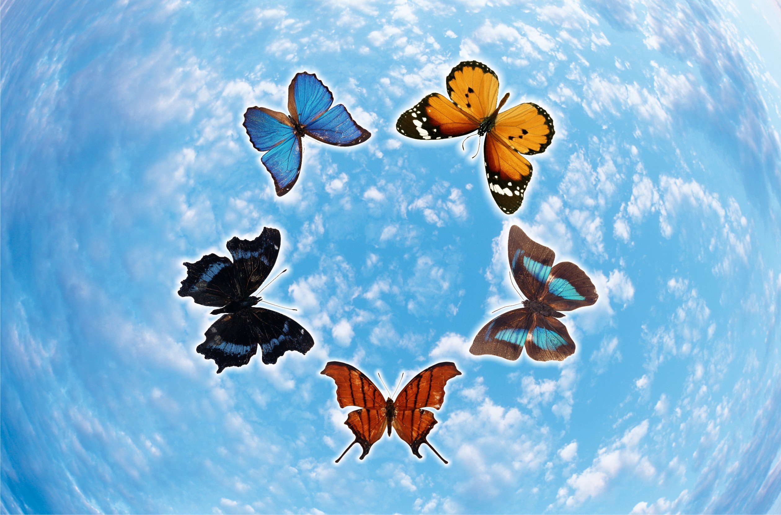 бабочки в небе фото