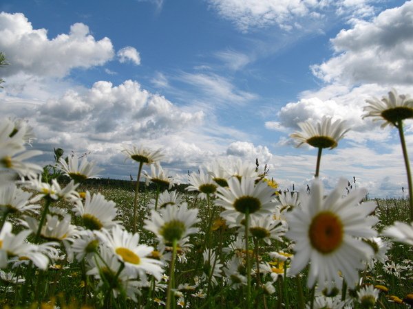 Баннер с ромашками